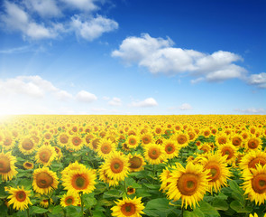field of sunflowers