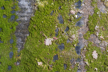 the moss on the rubber mat