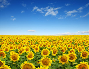 sunflowers field on sky