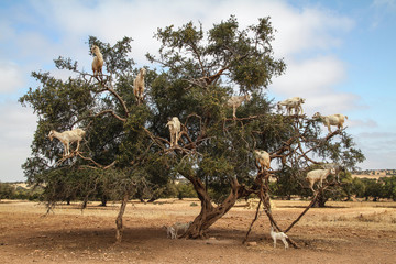 Goats on a argan tree, Morocco