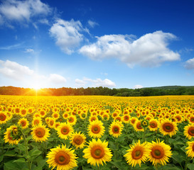 Fototapeta premium field of sunflowers
