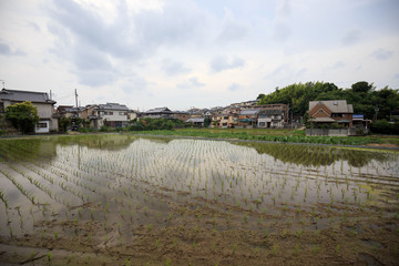 Freshly planted rice field reflecting sky in Japanese neighborhood