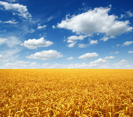 Naklejka premium wheat field and clouds