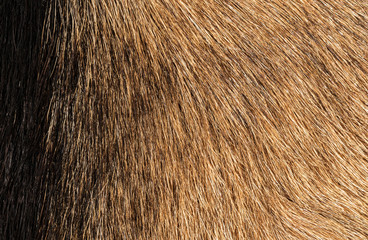 Texture of natural fur roe deer. Fur clothes