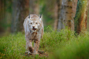 Lynx in green forest. Wildlife scene from nature. Walking Eurasian lynx, animal behaviour in habitat. Wild cat from Germany. Wild Bobcat between the trees. Hunting carnivore in autumn grass.