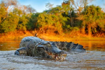 Zelfklevend Fotobehang Krokodil Krokodil vangt vis in rivierwater, avondlicht. Yacare Kaaiman, krokodil met piranha in open snuit met grote tanden, Pantanal, Bolivia. Detail groothoek portret van gevaar reptiel.