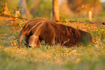 Anteater, cute animal from Brazil. Giant Anteater, Myrmecophaga tridactyla, animal with long tail and log muzzle nose, Pantanal, Brazil. Wildlife scene, wild nature gress meadow. Running in pampas.