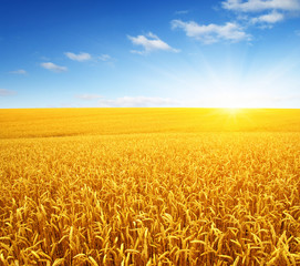 Naklejka premium Wheat field and sun