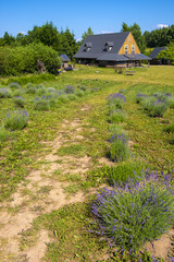 Nowe Kawkowo, Poland - Lavender plans in spring blossom in the Lavender field open air museum of lavender farming and processing