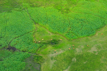 Impala in aerial landscape in Okavango delta, Botswana. Lakes and rivers, view from air-plane. Green vegetation in South Africa. Trees with water in rainy season.