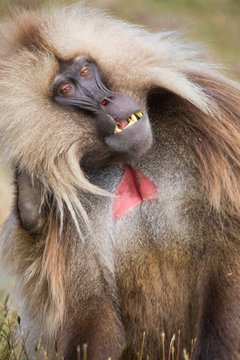African monkeys combing pelage