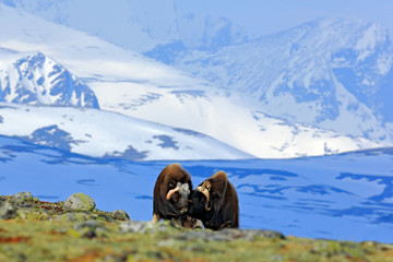 Musk Ox, Ovibos moschatus, with mountain and snow in the background, big animal in the nature...