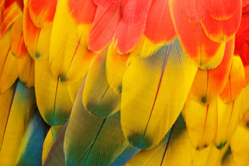 Naklejka premium Close-up detail of parrot plumage. Scarlet Macaw, Ara macao, detail of bird wing, nature in Costa Rica. Red, yellow and blue feathers.