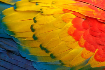 Close-up detail of parrot plumage. Scarlet Macaw, Ara macao, detail of bird wing, nature in Costa Rica. Red, yellow and blue feathers.