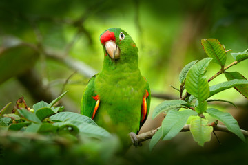 Fototapeta premium Bird in the habitat. Crimson-fronted Parakeet, Aratinga funschi, portrait of light green parrot with red head, Costa Rica. Wildlife scene from tropical nature.