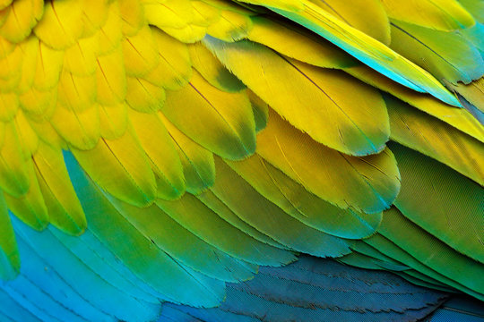 Close-up detail of parrot plumage. Green parrot Great-Green Macaw, Ara ambigua, detail of bird wing Wild nature in Costa Rica. Green, yellow and blue feathers.