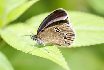 Fototapeta na wymiar Brown forest bird butterfly rests on a leaf
