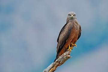 Black Kite, Milvus migrans, brown bird of prey sitting on the tree branch, animal in the habitat. Wildlife scene from nature, Bulgaria
