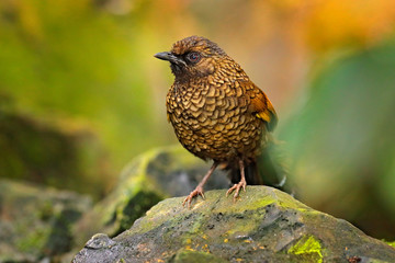 Scaly Laughingthrush, Trochalopteron subunicolor, bird in stones near the water. Rare bird from...