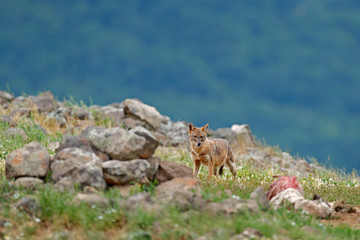 Golden jackal, Canis aureus, feeding scene on meadow, Madzharovo, Eastern Rhodopes, Bulgaria. Wildlife from Balkan. Wild dog behavior scene in nature. Mountain animal in the habitat.