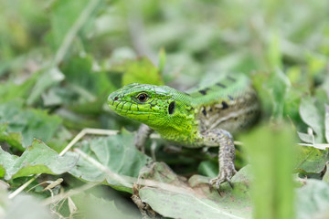 Green lizard in the grass