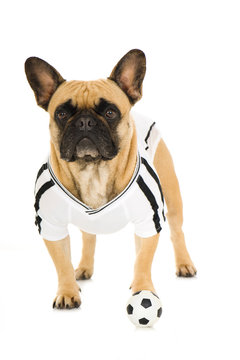 Bulldogge mit Fußball und Trikot isoliert auf weißem Grund