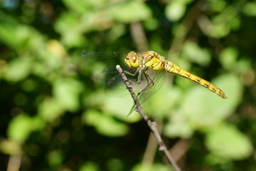 yellow dragonfly close up on a blade of grass