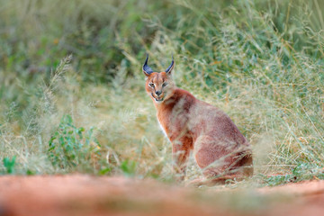 Caracal, African lynx, hidden in green grass vegetation. Beautiful wild cat in nature habitat, Botswana, South Africa. Animal in beautiful environment, caracal sitting on gravel road.