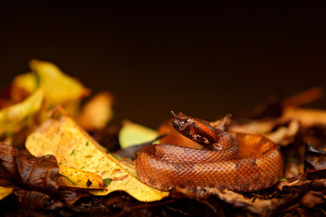 Porthidium nasutum, Hognosed Pitviper, brown danger poison snake in the forest vegetation. Forest reptile in habitat, on the ground in leaves, Costa Rica. Widllife in Central America.