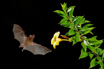 Orange nectar bat, Lonchophylla robusta, flying bat in dark night. Nocturnal animal in flight with...