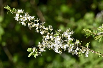 fleure blanche