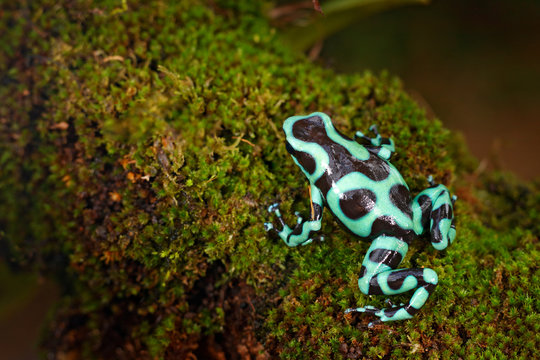 Poison frog from Amazon tropic forest, Costa Rica . Green amphibian, Dendrobates auratus, in nature habitat. Beautiful motley animal from tropic forest in Central America.
