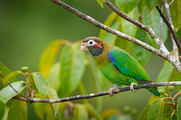 Detail close-up portrait of bird from Central America. Wildlife scene from tropical nature from Costa Rica. Brown-hooded Parrot, Pionopsitta haematotis, portrait of light green parrot with brown head.
