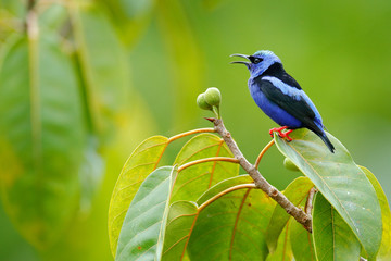 Red-legged Honeycreeper, Cyanerpes cyaneus, exotic tropical blue bird with red legs from Costa Rica. Tinny songbird in the nature habitat. Tanager birdwatching in South America.