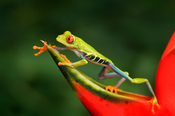 Schöner Frosch, der auf rote Blume, Naturlebensraum geht. Action-Wildlife-Szene aus der Natur Costa Ricas. Rotäugiger Laubfrosch, Agalychnis callidryas, Tier mit großen roten Augen