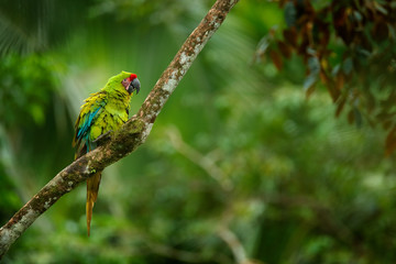 Green parrot Great-Green Macaw, Ara ambigua on tree. Wild rare bird in the nature habitat, sitting on the branch in Panama. Wildlife scene in tropic forest.