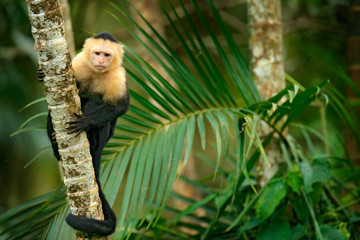 White-headed Capuchin, black monkey sitting on palm tree branch in the dark tropical forest. Wildlife of Costa Rica. Travel holiday in Central America.