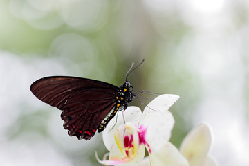 Fototapeta na wymiar Common Mormon, Papilio polytes, beautiful butterfly from Costa Rica and Panama. Wildlife scene with insect from tropical forest. Butterfly sitting on white orchid bloom.