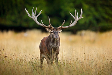 Red deer stag, majestic powerful adult animal outside autumn forest. Big animal in the nature...