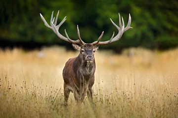 Fotobehang Edelhertenhert, majestueus krachtig volwassen dier buiten de herfstbos. Groot dier in de natuur boshabitat, Denemarken. Wildlife scene vorm natuur. © ondrejprosicky