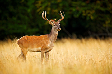 Naklejka na ściany i meble Red deer stag, majestic powerful adult animal outside autumn forest. Big animal in the nature forest habitat, Denmark. Wildlife scene form nature.