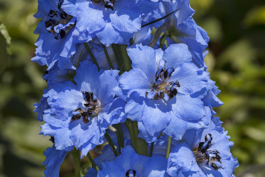 Fototapeta Delphinium 'Pandora' a blue herbaceous springtime summer flower plant commonly known as larkspur