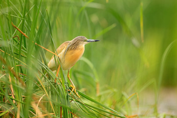 Squacco Heron, Ardeola ralloides, yellow water bird in the nature, water green grass in the background, Hungary.