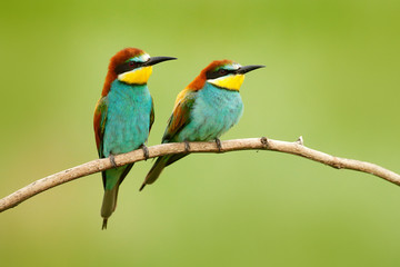 Pair of beautiful birds European Bee-eaters, Merops apiaster, sitting on the branch with green background. Two birds in Romania nature.