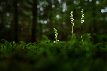 Goodyera repens, Creeping Lady's-Tresses, Augustów, Poland. European terrestrial wild orchid in nature habitat with green background, Small plants in dark forest.