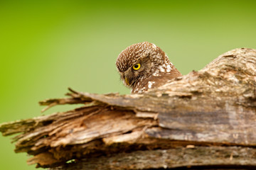 Little Owl, Athene noctua, bird in the nature habitat, clear green background. Bird with yellow eyes, Hungary. Wildlife scene from nature.