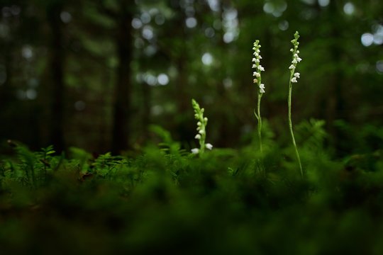 Fototapeta Goodyera repens, Creeping Lady's-Tresses, Augustów, Poland. European terrestrial wild orchid in nature habitat with green background, Small plants in dark forest.