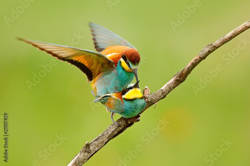 Animal Love European Bee Eaters Mating On The Branch With