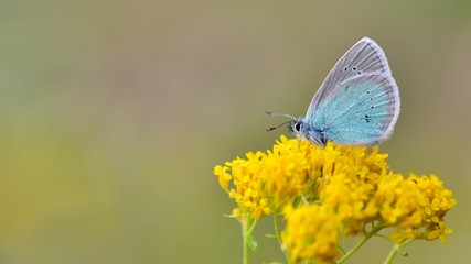 Polyommatus coelestinus  165