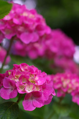 Fototapeta premium 紫陽花（hydrangea）